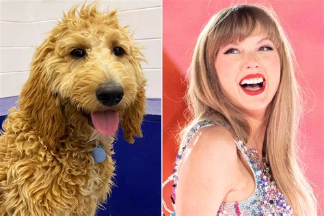 Dog named 'Taylor Swift' gives birth to pups named after singer's hits — now she's looking for a home